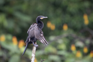 The neotropic cormorant or olivaceous cormorant, Nannopterum brasilianum