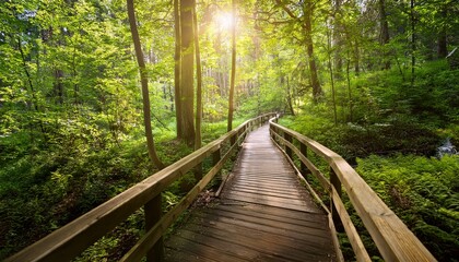 wooden pathway winding through lush forest under soft natural light