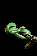 green snake on black background