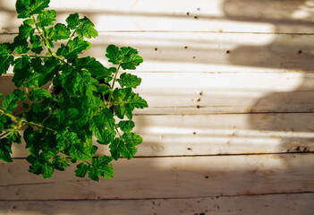 Growing tomatoes indoors. Homemade vegetables on the balcony. Home and space landscaping technologies. Seedlings in pots.
