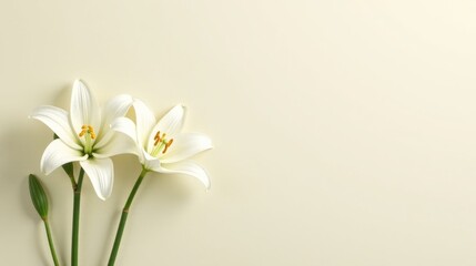 Elegant White Lilies on a Soft Cream Background A Peaceful and Serene Floral Image Perfect for Sympathy Cards, Invitations, or Inspirational Designs
