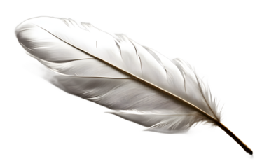 A single white feather representing freedom and spirituality, isolated on a empty plain background