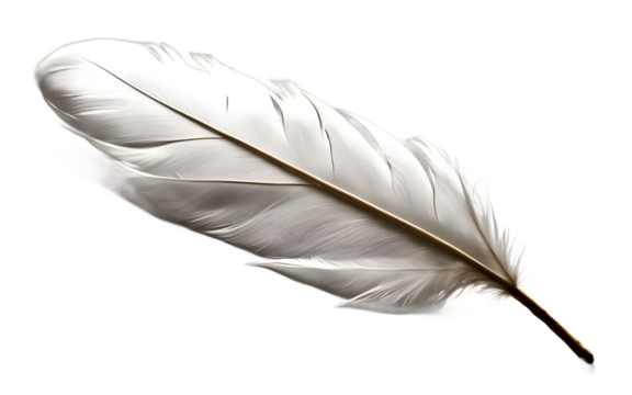 A single white feather representing freedom and spirituality, isolated on a empty plain background