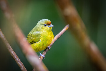 The olive-backed euphonia, Euphonia gouldi, is a small passerine bird