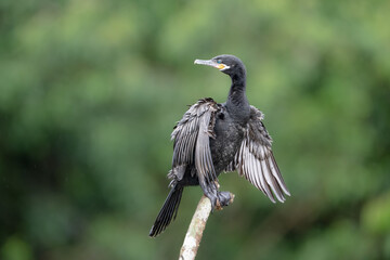 The neotropic cormorant or olivaceous cormorant, Nannopterum brasilianum
