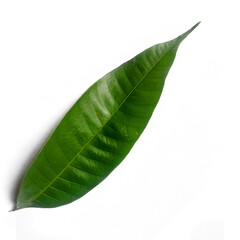 green Vine Oranges leaf isolated on white