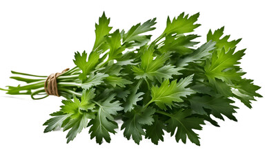 Fototapeta premium A bunch of fresh dandelion greens with jagged edges, isolated on a empty plain background