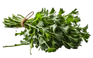A bunch of fresh dandelion greens with jagged edges, isolated on a empty plain background