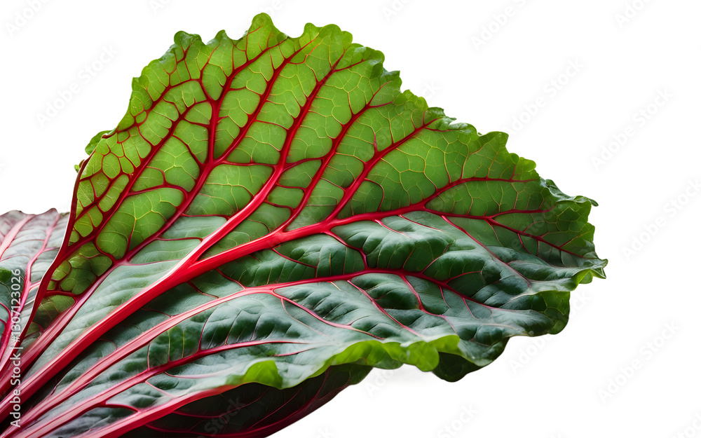 Poster a fresh bunch of chard leaves with red veins, isolated on a empty plain background