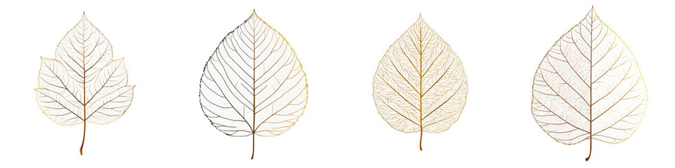 Obraz premium Elegant and Delicate Autumn Leaves with Minimalist Designs and Transparent Textures Natural Botanical Foliage Perfect for Decor Branding and Nature Inspired Designs