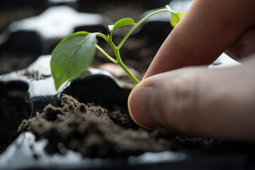 hand is pouring water on a small plant. Concept of nurturing and care for the plant, as the person is providing it with the essential resource it needs to grow