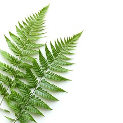 Fern Leaves, White Background