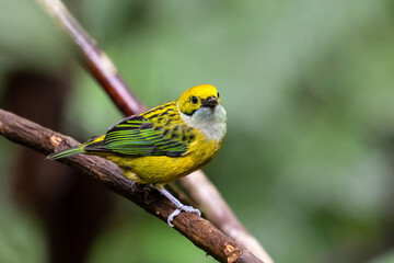 Tangara icterocephala, The silver throated tanager is species of passerine bird
