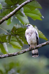 The white hawk, Pseudastur albicollis, is a bird of prey
