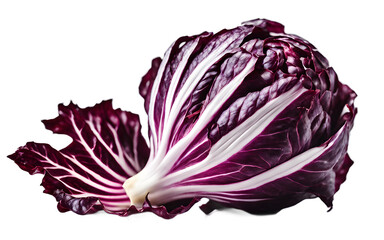 Obraz premium A whole radicchio with its purple and white leaves, isolated on a empty plain background