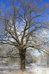 oak tree in winter forest