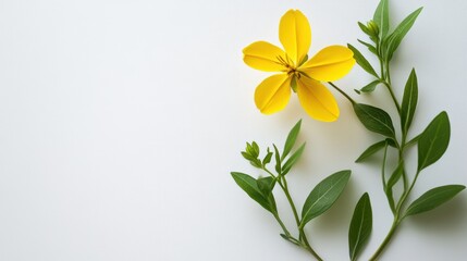 Obraz premium Golden Blossom with Green Leaves: A vibrant yellow flower with five delicate petals sits gracefully beside lush green leaves, a symbol of natural beauty and freshness. 