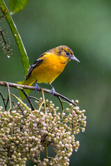 The Baltimore oriole, Icterus galbula, is a small icterid blackbird