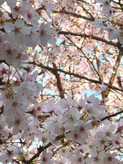 봄날의 벚꽃 클로즈업 사진(cherry blossom of spring close-up photo)