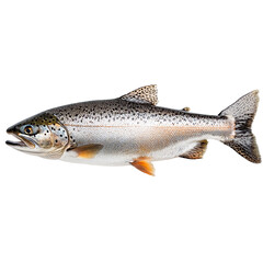 Obraz premium A single salmon fish.