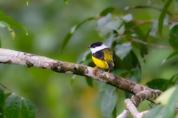 The white-collared manakin, Manacus candei, is a passerine bird