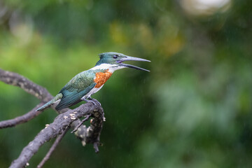 The Amazon kingfisher, Chloroceryle amazona, is a species of water kingfisher