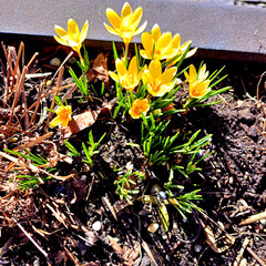 Yellow Crocuses in the City