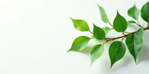 Leafy branches of Carissa carandas against a plain white surface, branch, nature