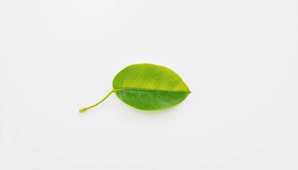 Obraz premium Single leaf, isolated on pure white background, isolated, eco