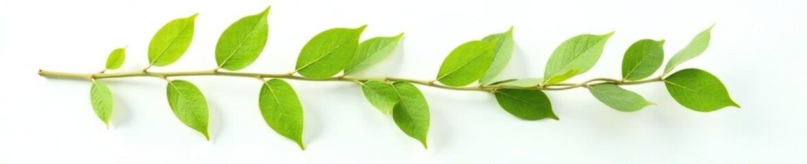 Obraz premium Leafy branch isolated on white background with subtle texture details, plant, botanical