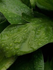 water drops on green leaf