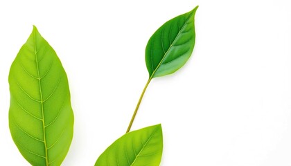 Obraz premium Single leaf, isolated on pure white background, one, biology