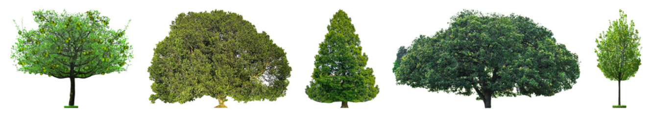 Set of different trees isolated on white