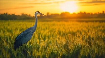 Obraz premium Crane resting on rural farm field, bright daylight, rich green and amber tones, and peaceful agricultural vibe, wide-angle shot.