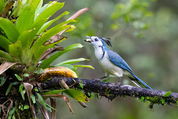 The white-throated magpie-jay, Cyanocorax formosus, is a species of magpie-jay