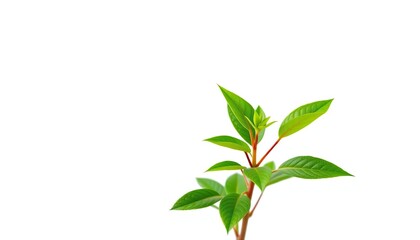 Naklejka premium Single vibrant green plant, isolated on pure white background, asset, detail