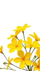 Bright yellow petals against soft white background, isolated, botanical, flowers