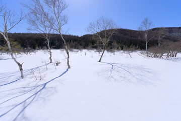 冬の入笠山大阿原湿原