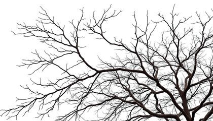 Obraz premium Stark, white background showcases intricate details of isolated tree branches, texture, natural