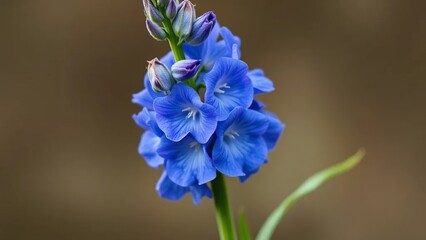 Blue delphinium flower with green stem and leaves, leaves,, crop