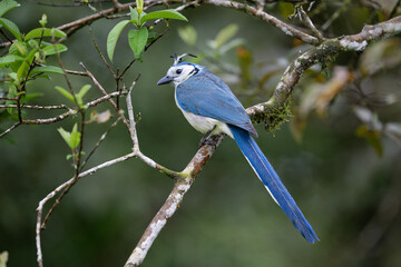 The white-throated magpie-jay, Cyanocorax formosus, is a species of magpie-jay