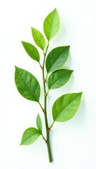 Foliage isolated against white background with subtle texture, twig, botanical, stem