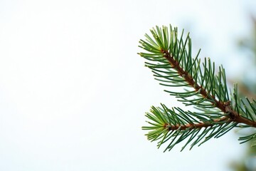 Single branch of the pine tree against white background, winter, white background, small branch