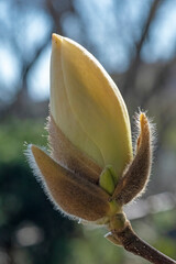 Close-up of white Mmagnolia denudata bud, also called Yulan Magnolia or Lily Tree