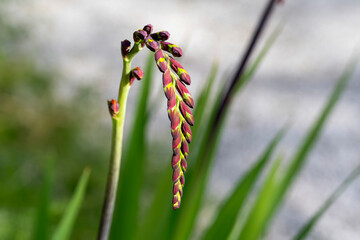 Chasmanthe Floribunda  blossoms on a green and grey background