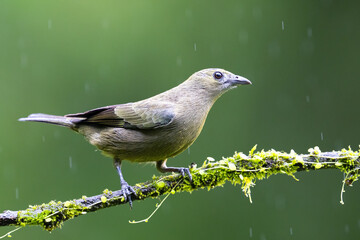 The palm tanager, Thraupis palmarum, is a medium-sized passerine bird
