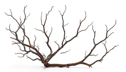 Bare, gnarled branches isolated on pure white studio backdrop, twig, twigs