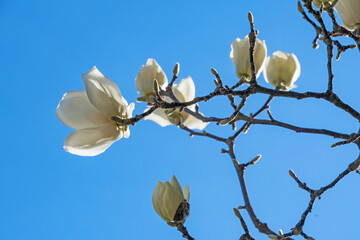 Magnolia denudata: white flowers of magnolia, also called Yulan Magnolia or Lily Tree, against a blue sky