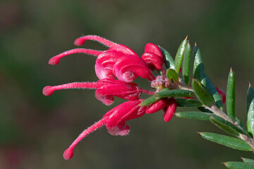 Obraz premium Close-up of pink juniper grevillea or prickly spider flowers