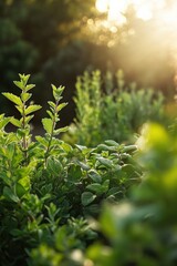 Peppermint plants surrounded by other herbs, basking in the glow of a new day